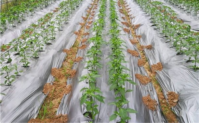 Agricultural Mulch Film