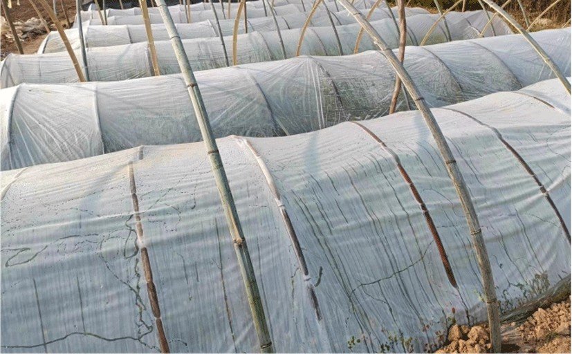 Agricultural Greenhouse Film