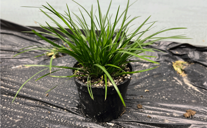Seedling Pots